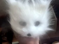 SissyMaline 라이브 XXX 채팅