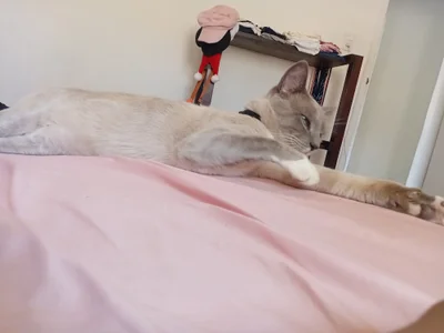Gatosemsem