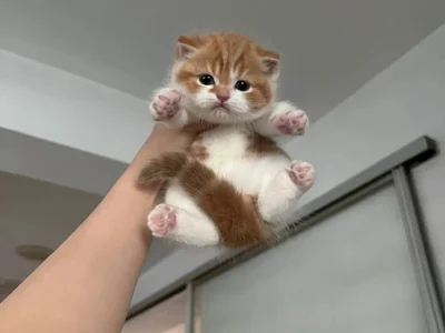 Binchubby