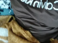 Модель dollyneh