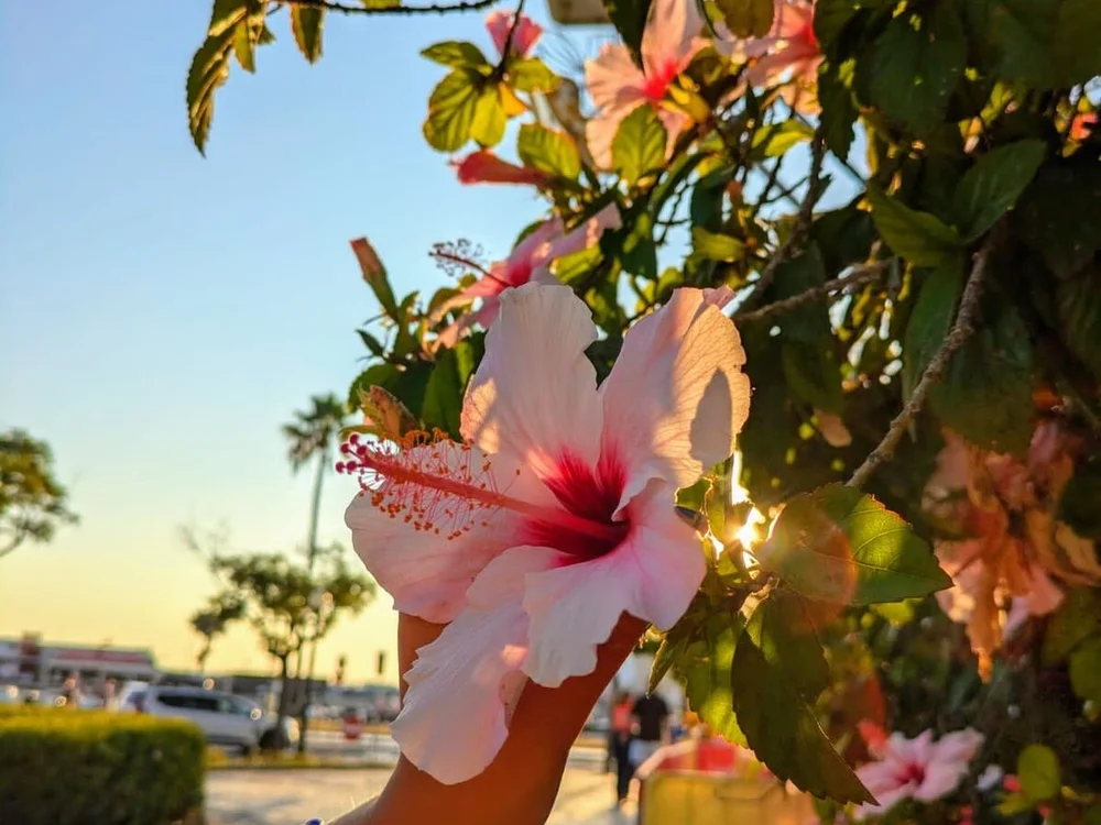 Islandmamita's Offline XXX Chat