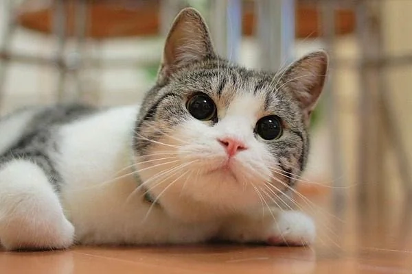 kazanova011 Adlı Modelin Çevrimdışı XXX Sohbeti