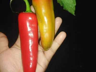 Sksultan123sk Male Analtoys Cam Porn