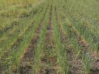 HeatableRevan live cam profile - MySuperHot