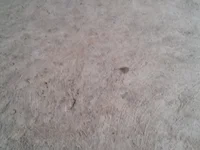 Anuska099