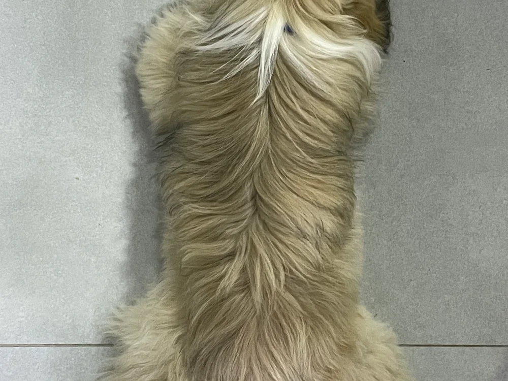 Chat XXX offline de RastaCarioca88