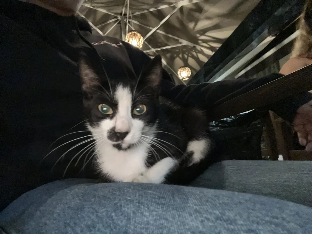 Julestopp 离线XXX聊天