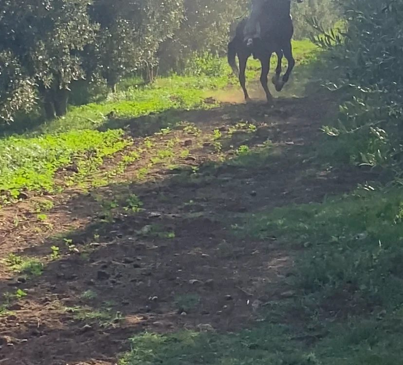 StumpyMahimahi 離線 XXX 聊天