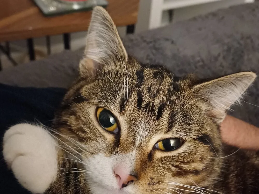 Chat +18 off-line de mini20031