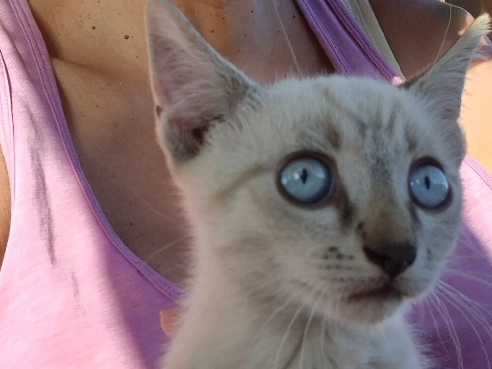 KamillaSpencer Adlı Modelin Çevrimdışı XXX Sohbeti