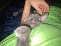 MikkyMoony's Live XXX Chat