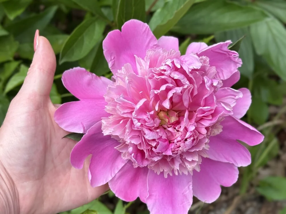 Intothewoodswego Chat XXX offline