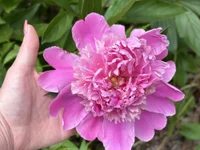 Intothewoodswego's webcam live show