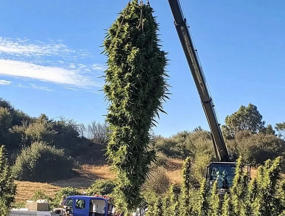 Офлайн-чат XXX savitar2397