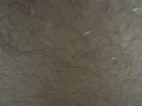 odiku 👃 online nude cam
