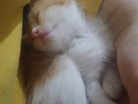 razorpine's webcam live show