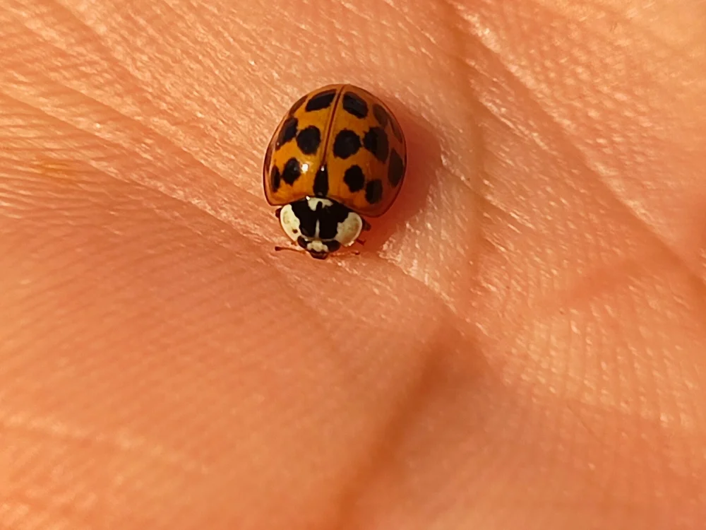 ultrabellota's Offline XXX Chat