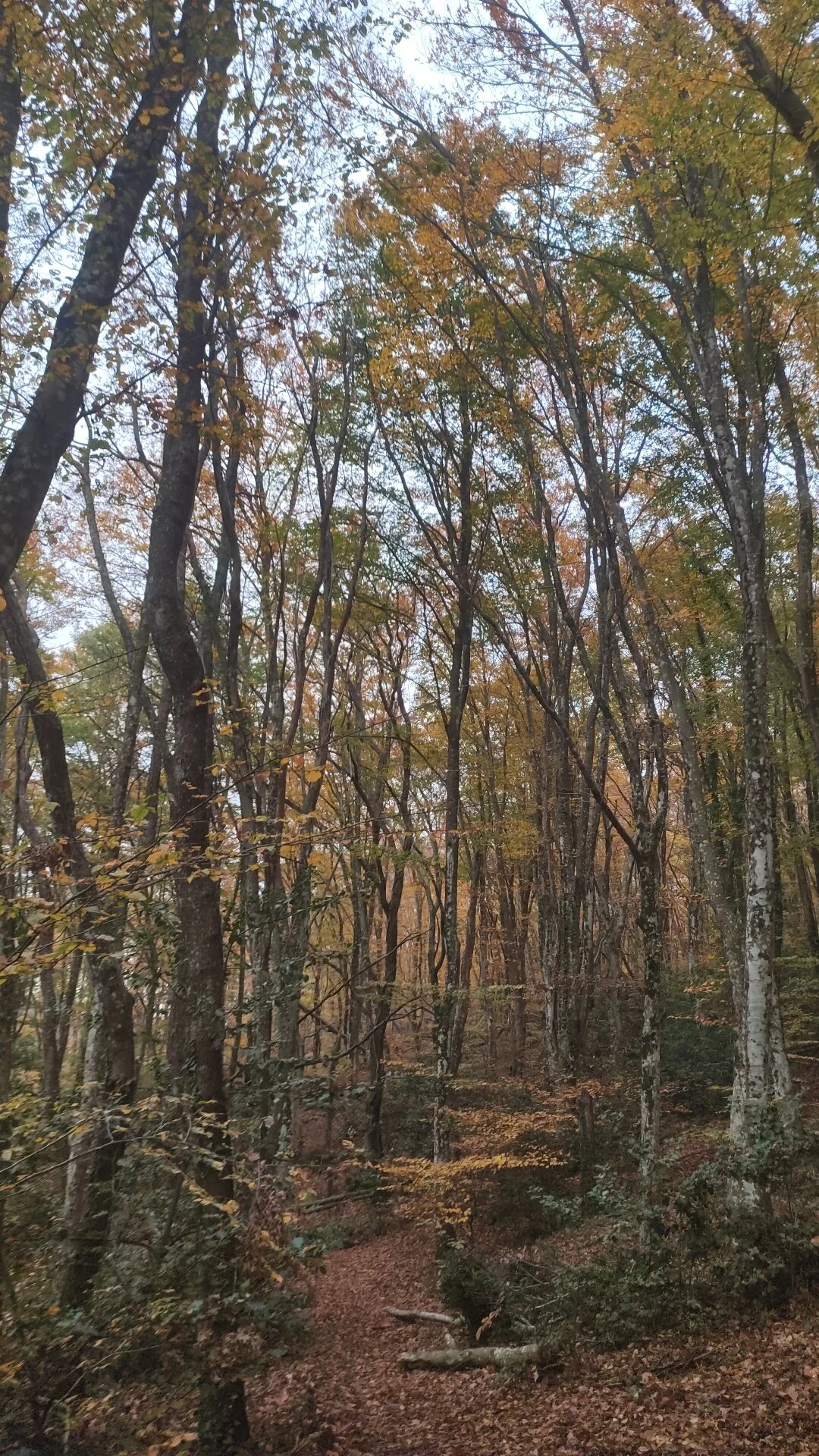 marchegatti