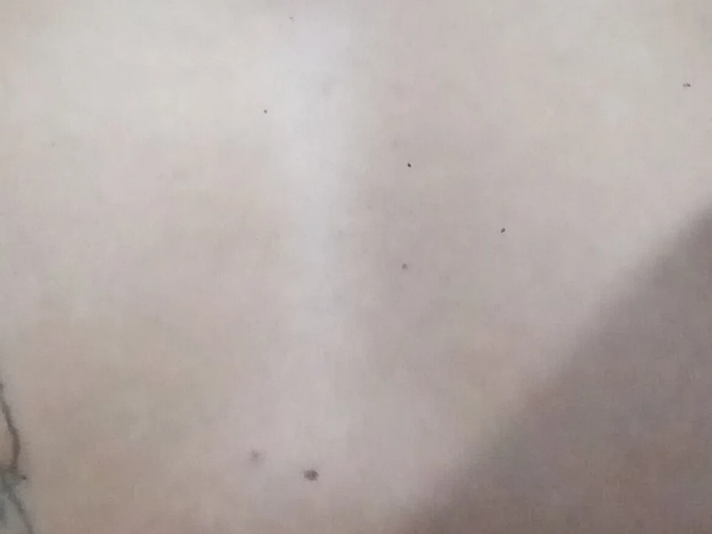 latinablack-white offline chatrum