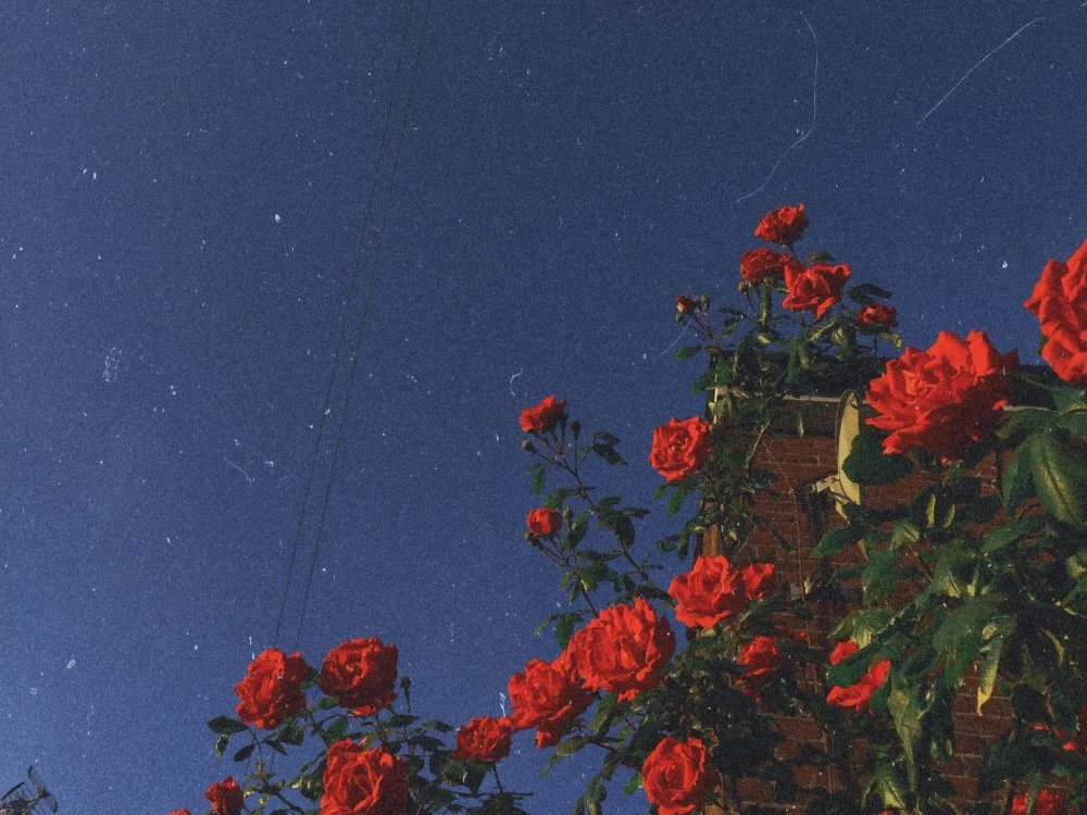 Aestheticsgirl's Offline XXX Chat