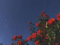 Czat XXX na żywo – Aestheticsgirl