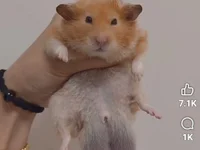 OSITA8495