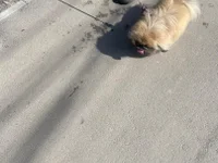 Sexloveey's webcam live show