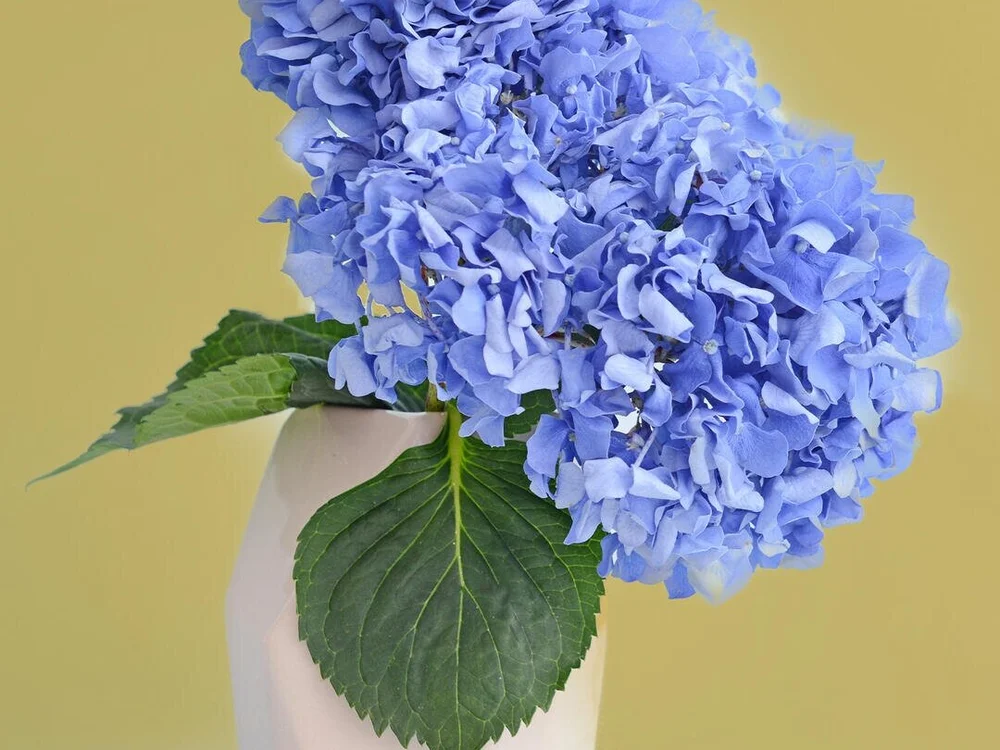 Rani1015 離線 XXX 聊天