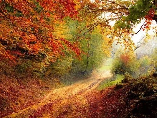 NicaVirginia Chat XXX Ngoại tuyến