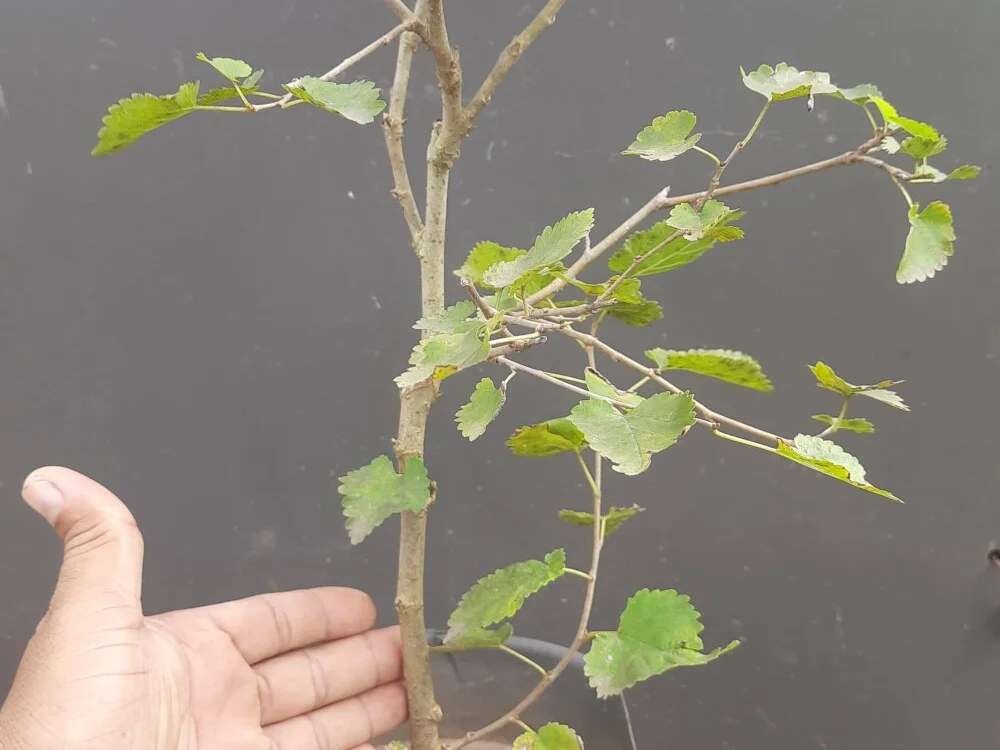 dolphiinn's Offline XXX Chat