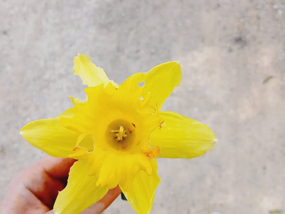 Salr341's most recent online preview