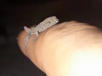 Модель Ortiz3404