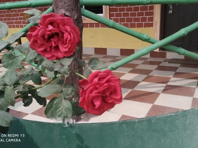 tupaishaw695 profile