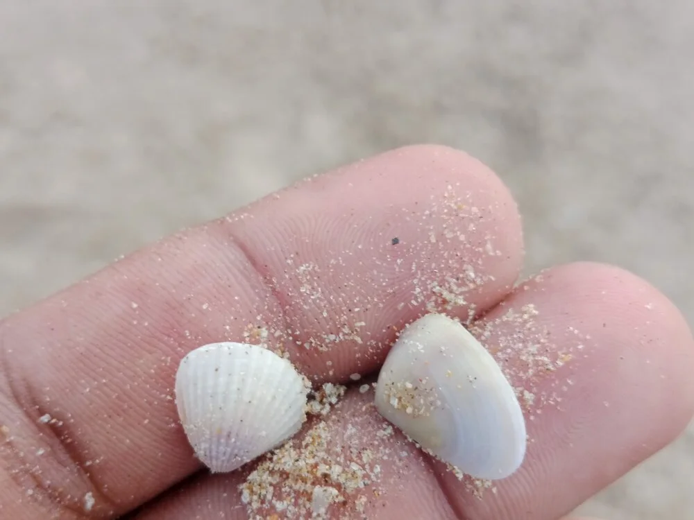 Chatroom XXX hors ligne de cookie-n-cream