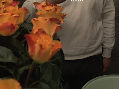 Suedlander7162 profile