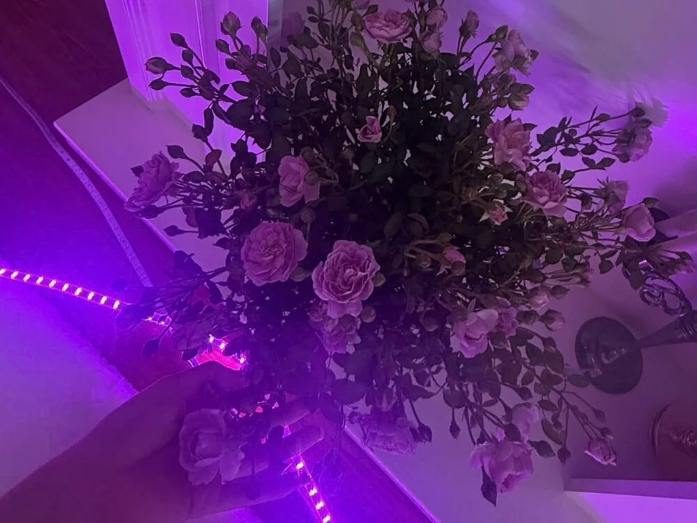 JaceyHu_00's Offline XXX Chat