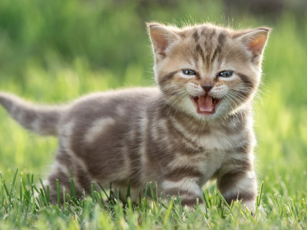 Bebemickey75 offline XXX-chatje