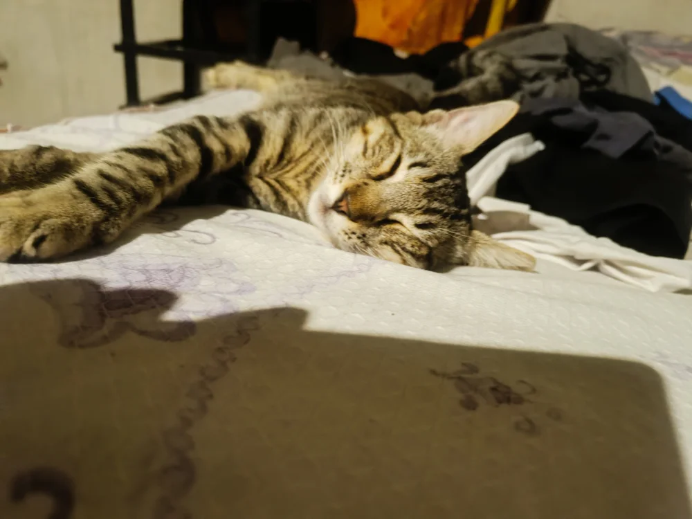 Pandita1629n Offline XXX chat