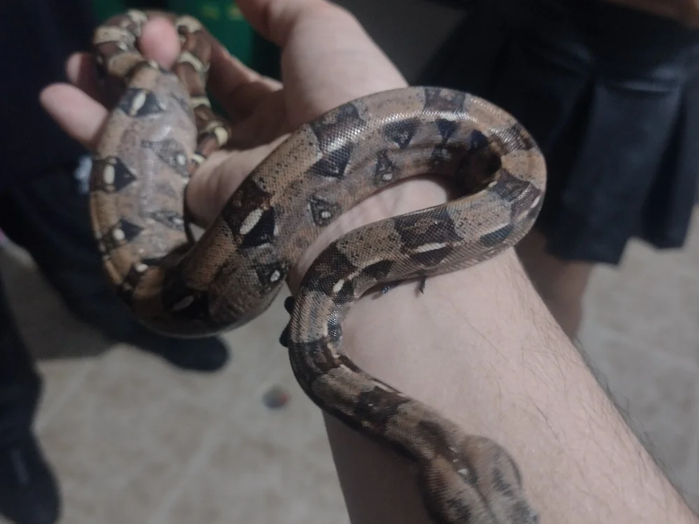 mascara_777333 cam model