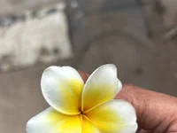 tharika_queen
