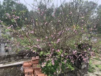 caccto's webcam live show