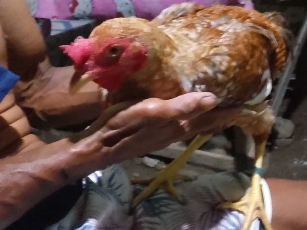 Offline XXX chat modela luna_veille