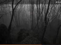 Silvabueno11