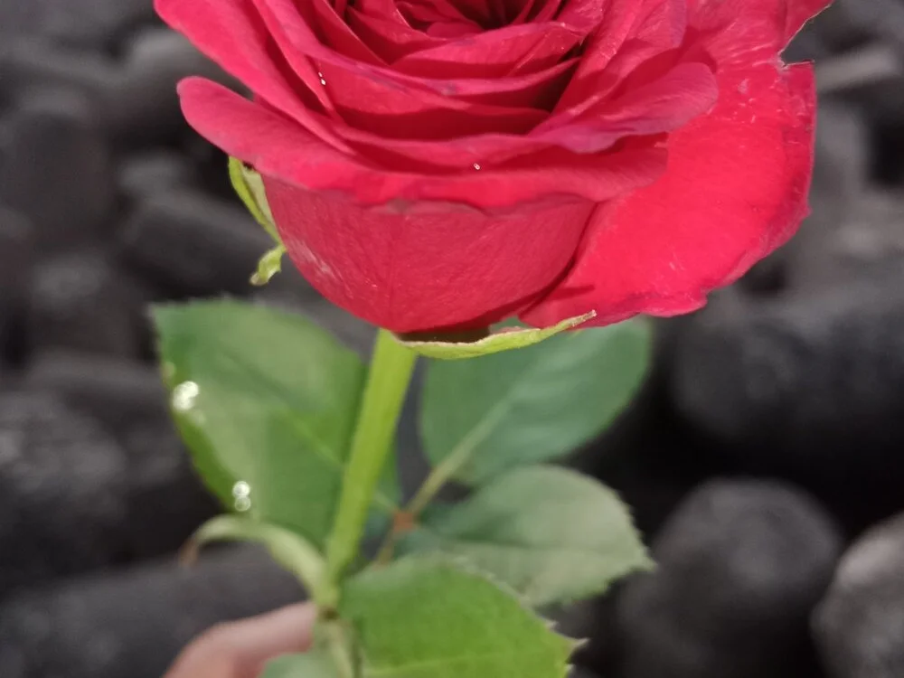 degudduani Obrolan XXX Offline