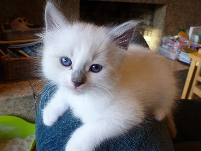 iamhotmew