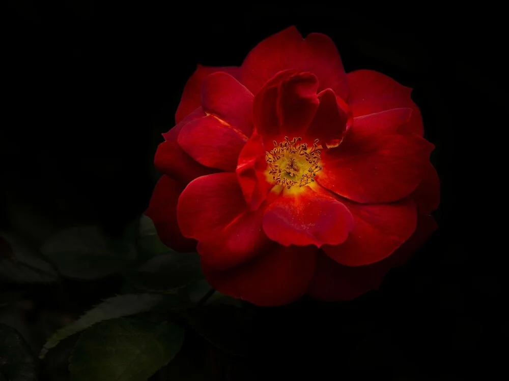 Czat XXX offline – PurpleMoon