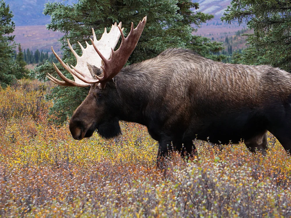 Chatroom XXX hors ligne de TN-Cock