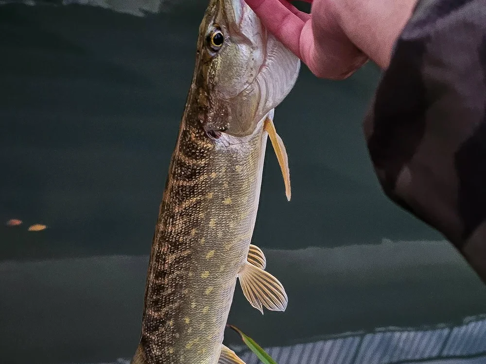 theFox111 Offline XXX-Chat