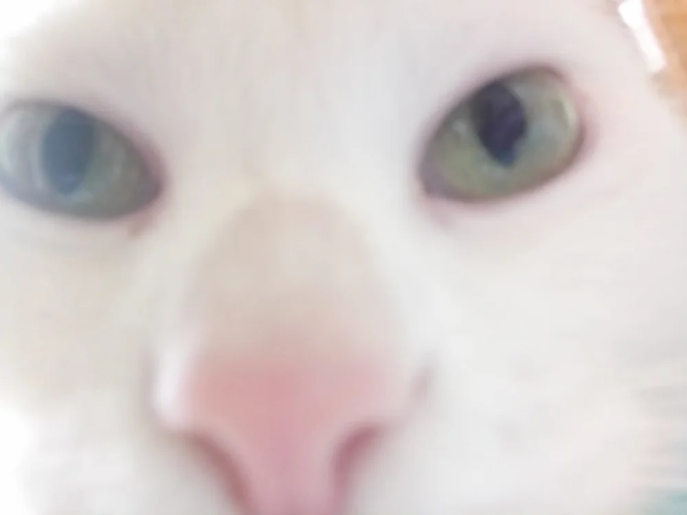 Booombanga's Offline XXX Chat