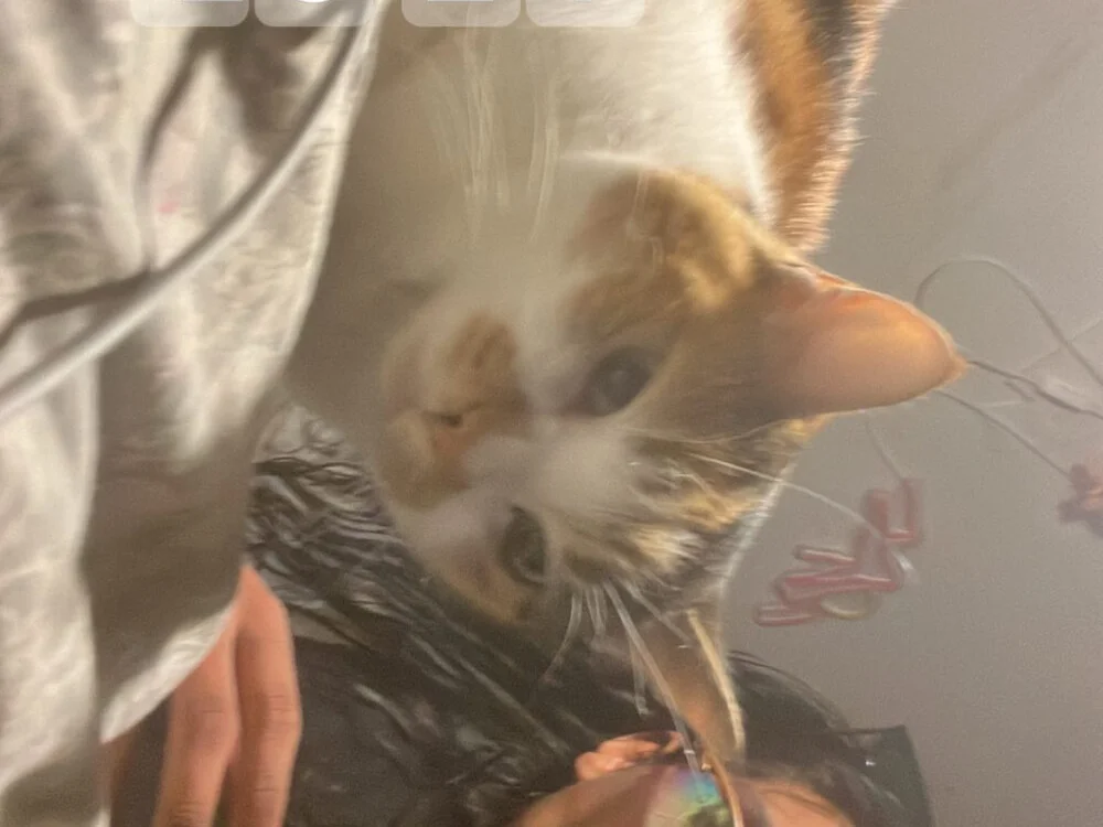 Czat XXX offline – dangelosinzhz